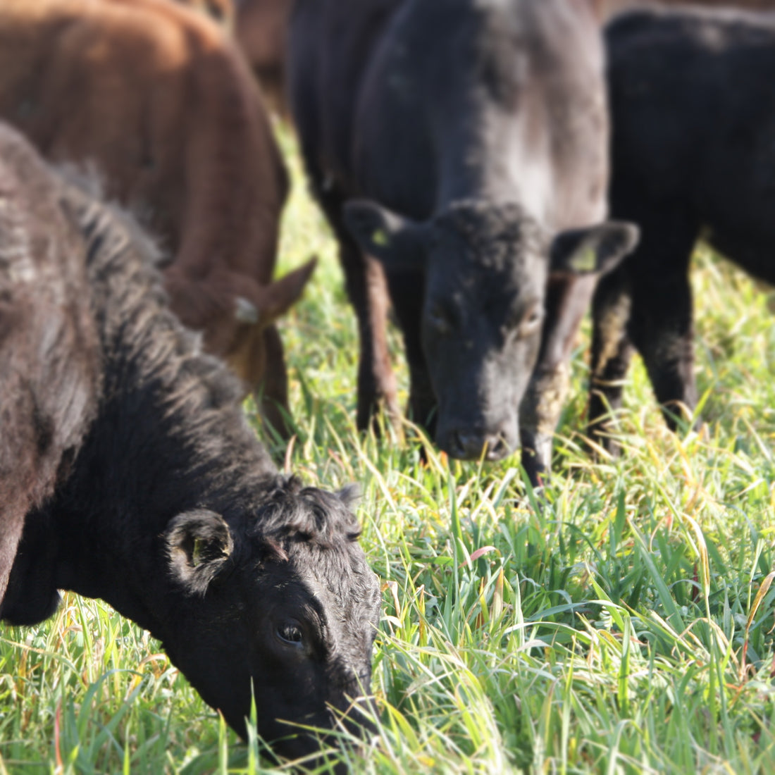 Where can you buy grass-fed beef in the UK?